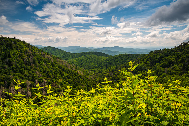 Blue Ridge Parkway Asheville NC Summer Scenic Photography Print