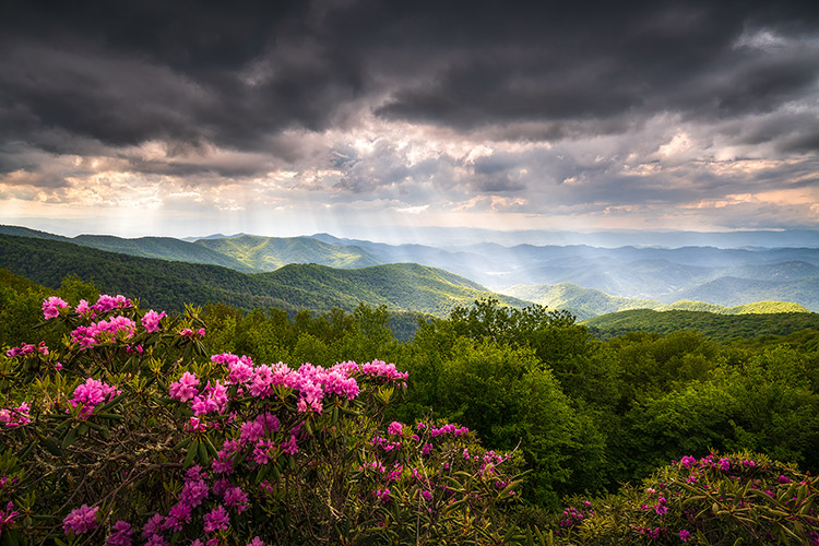 Asheville NC Blue Ridge Mountains Spring Flowers Landscape Prints