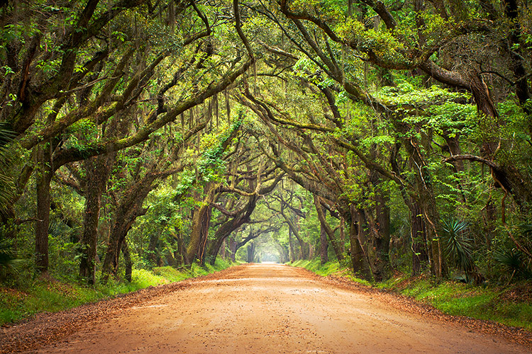 South Carolina Edisto Island Botany Bay Road Photography Prints