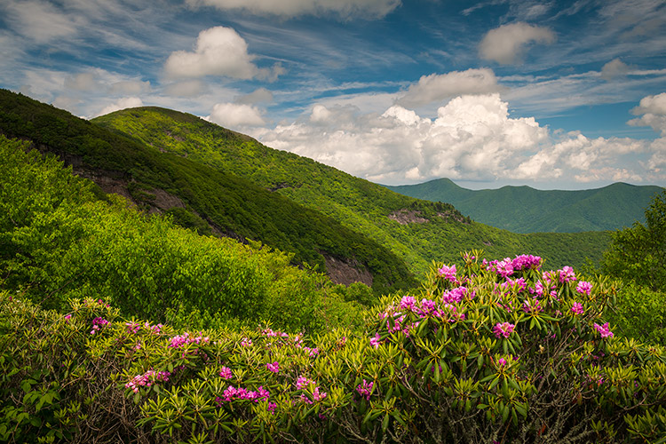 Craggy Gardens Blue Ridge Parkway Spring Flowers Landscape Print