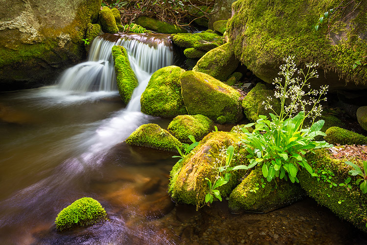 Roaring Fork Spring Stream Smoky Mountains Prints