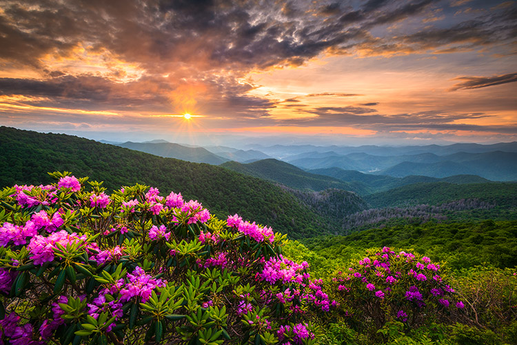 Craggy Gardens Blue Ridge Parkway Spring Flowers Sunset Landscape Print