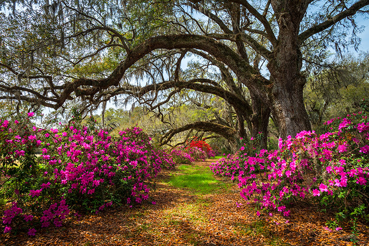 Charleston SC Fine Art Landscape Photography Prints