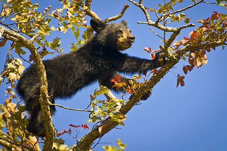 Black Bear Cub Cades Cove Smoky Mountains Wildlife Photography