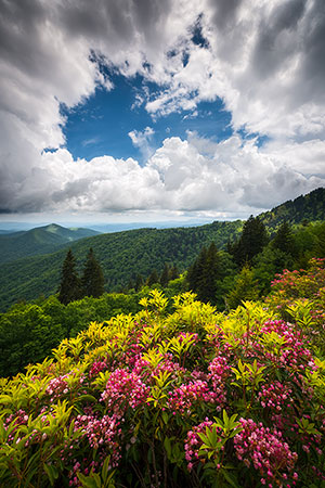 Spring Flowers Blue Ridge Parkway Landscape
